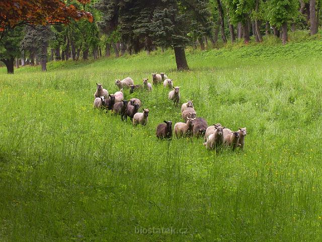 PIC_1255.JPG - první várka ovcí z Beraního ráje poprvé na pastvinách v areálu Valečského zámku