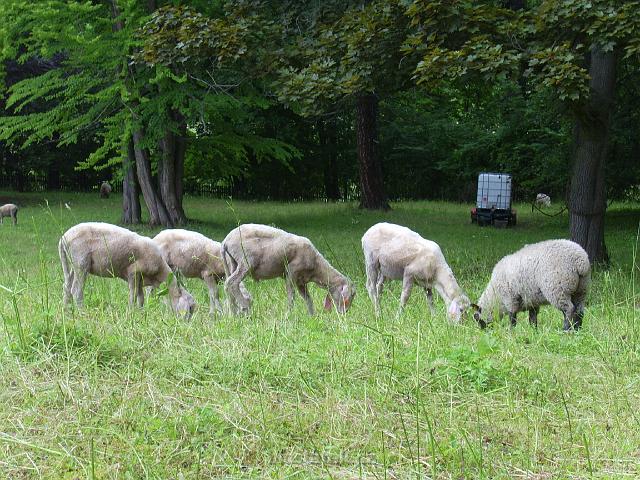 PIC_1430.JPG - Původní stádo bylo po měsíci rozšířeno o jehničky a beránky plemene Bergschaft ze zámeckých sadů Chrámce.