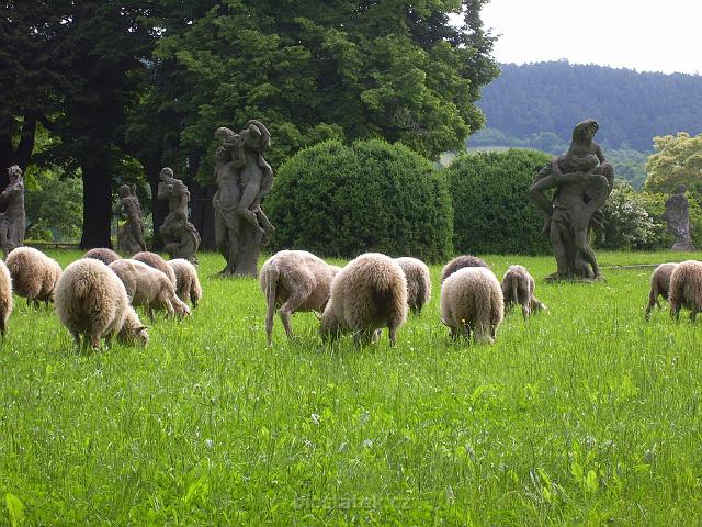 PIC_1505.JPG - Sochy Matyáše Brauna v zámeckém areálu Valeč jezdí obdivovat davy lidí, ovce mají jiné zájmy.