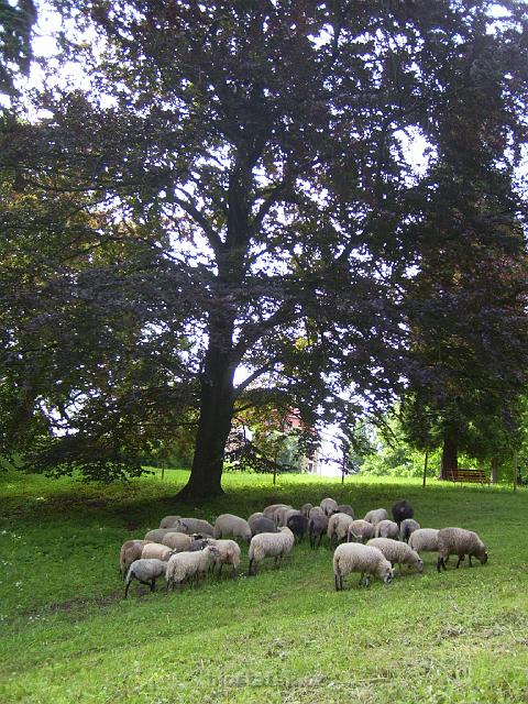 PIC_1510.JPG - stádo ovcí, vzrostlý dub a masiv stavby zámku Valeč