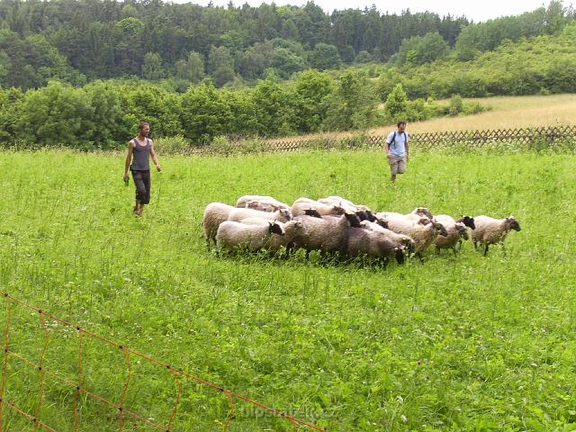 PIC_1579.JPG - Jiří Malát a Vojtěch Veselý při nahánění stádečka z pastvin zámku Valeč do Střížkova sadu.