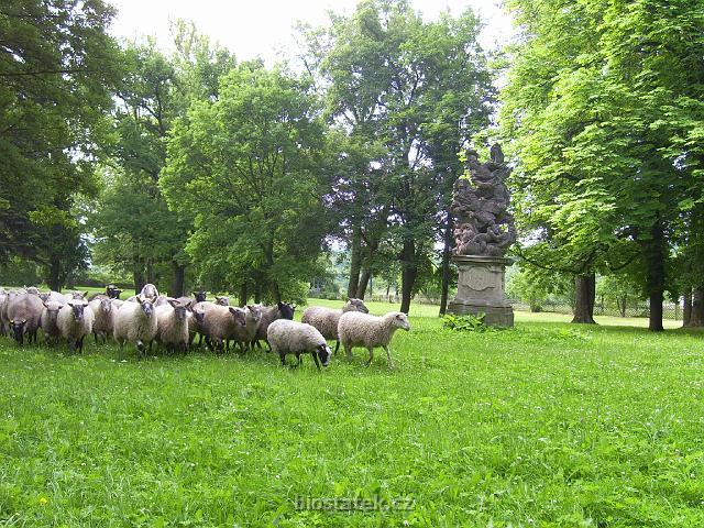 PIC_1498.JPG - Stádo neví, jak dál, běží-li kolem sochy hraběte Šporka v kolečkovém křesle neseného můzami.