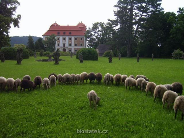 zamek.jpg - náročná ovčí synchronizace v zámeckém parku Valeč