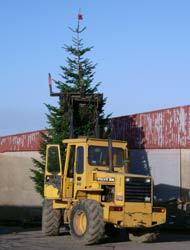 Vojtěch Veselý  Volvo loader operator  kloubový nakladač vztyčuje vánoční stromek